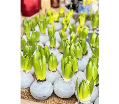 Hyazinthe mit Wachszwiebel  Hyazinthe mit Wachszwiebel