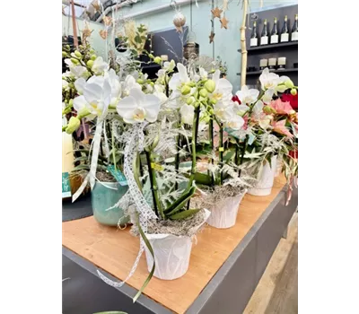 Orchidee weiß mit Deko 