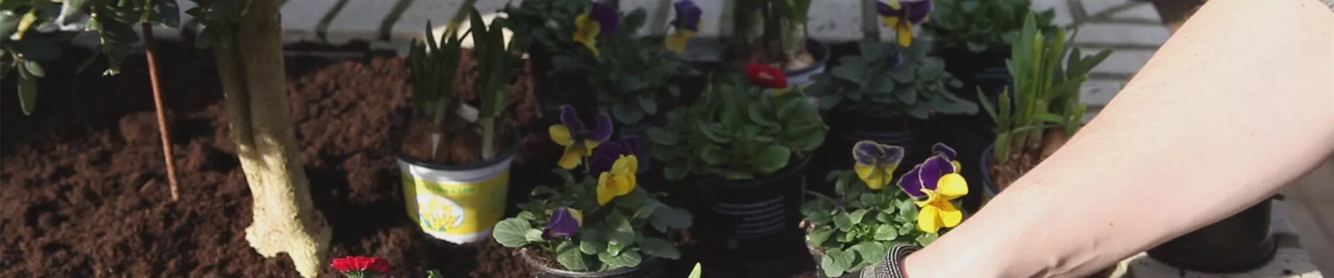 Blumenkasten - Frühlingshafte Bepflanzung (thumbnail) Blumenkasten - Frühlingshafte Bepflanzung (thumbnail)