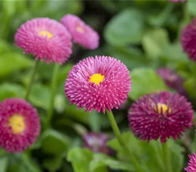 Bellis perennis 'Tasso', pink