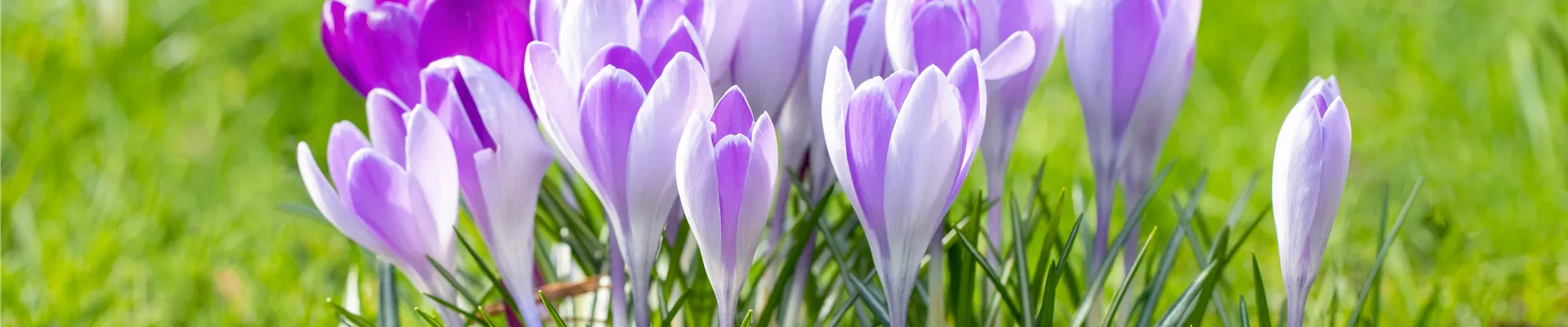 Crocus vernus