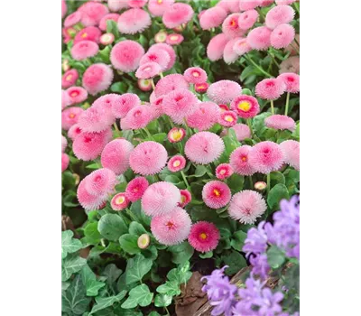 Bellis perennis 'Erdbeersahne'