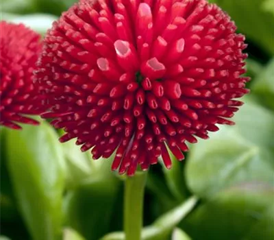 Bellis perennis 'Tasso Red'