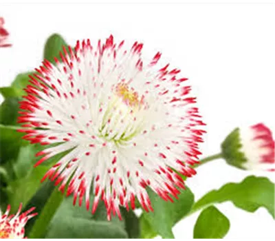 Bellis perennis 'Habanera® Weiß mit roten Spitzen'