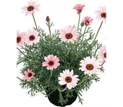 Leucanthemum hosmariense 'African Rose'