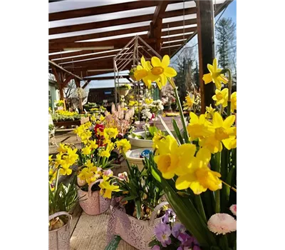 Narcissus cyclamineus "Tete"