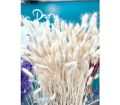 Trockenblumen Lagurus Bündel 5 Farben erhältlich