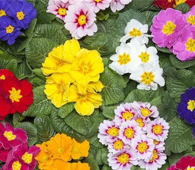 Primula vulgaris in verschiedenen Farben aus der Manufaktur