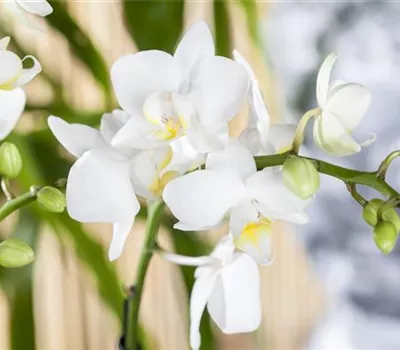Phalaenopsis 'Wildflower'