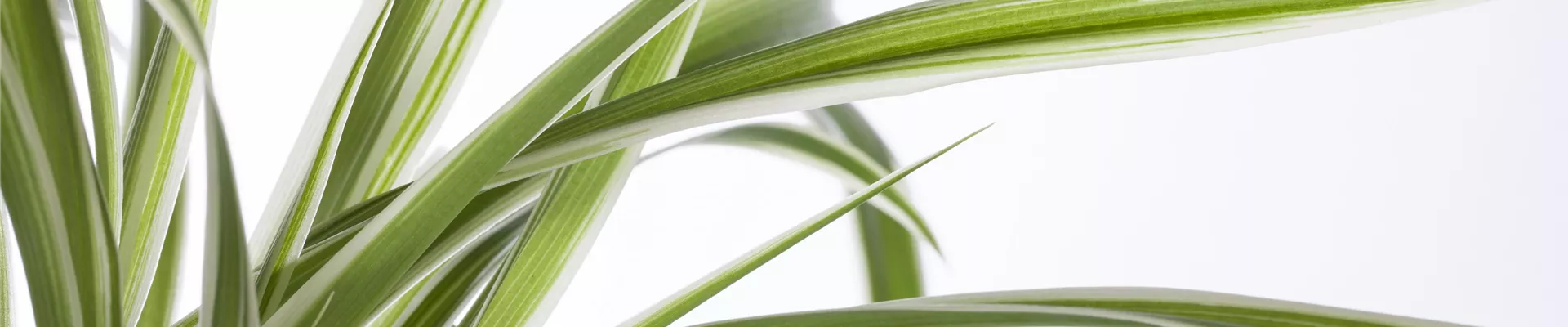 Chlorophytum comosum