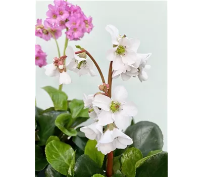 Bergenia cordifolia 'Schneekristall'