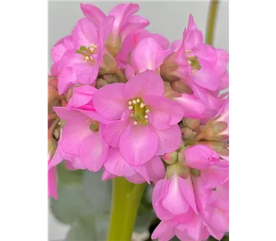 Bergenia cordifolia 'Abendglocken'