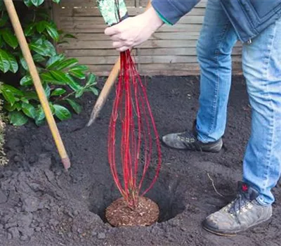Hartriegel - Einpflanzen im Garten Hartriegel - Einpflanzen im Garten