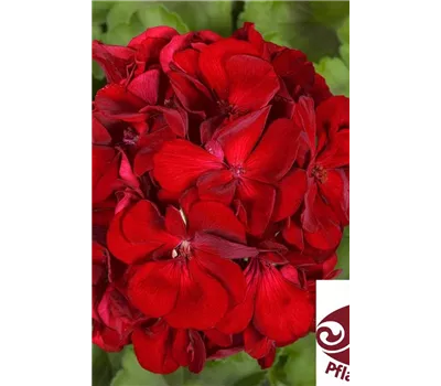 BARONESSE SOPHIA, BAYRISCHE PFLANZE DES JAHRES, 