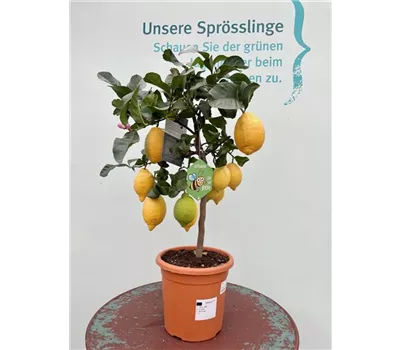 Citrus limon Stamm mit Frucht LEMON TIME "Meyer" 