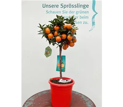 Citrus sinensis 'Navelina' mit Frucht ORANGE TIME 