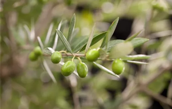 Kübelpflanzen für die Terrasse sorgen für mediterranes Flair Kübelpflanzen für die Terrasse sorgen für mediterranes Flair