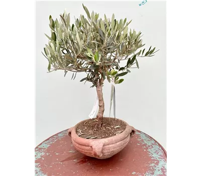 Olea europaea in einer Amphoren-Schale