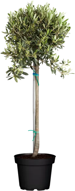 toskana olivenbaum Olivenbaum-Stmmchen 100-120 cm  Mediterraner Olivenbaum fr Garten,   Blumen-Senf
