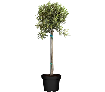Olea europaea Stamm 