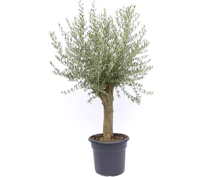 Olea europaea Stamm PT 55 