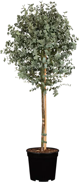 Eucalyptus gunnii 'Azura' Stamm 150cm Pflanzenhhe , Echter Eukalyptus  Winterhart und Duftend - Manufaktur fr Grnes | Grtnerei Dorn