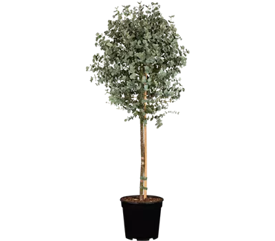 Eucalyptus gunnii 'Azura' Stamm 70-80cm hoch 