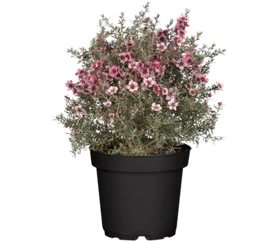Leptospermum scoparium, rot