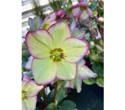 Helleborus, Lenzrosen 