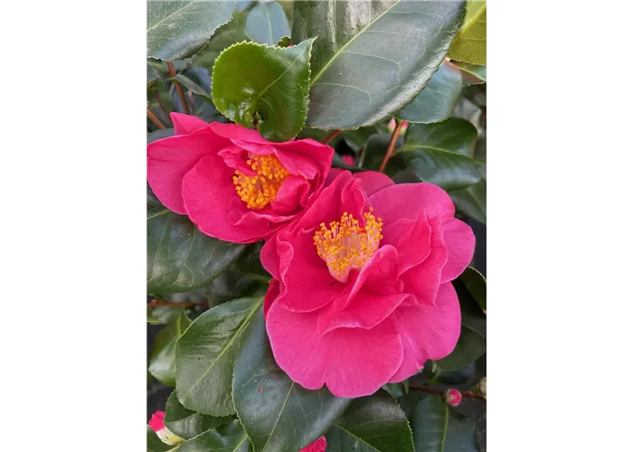 Camellia