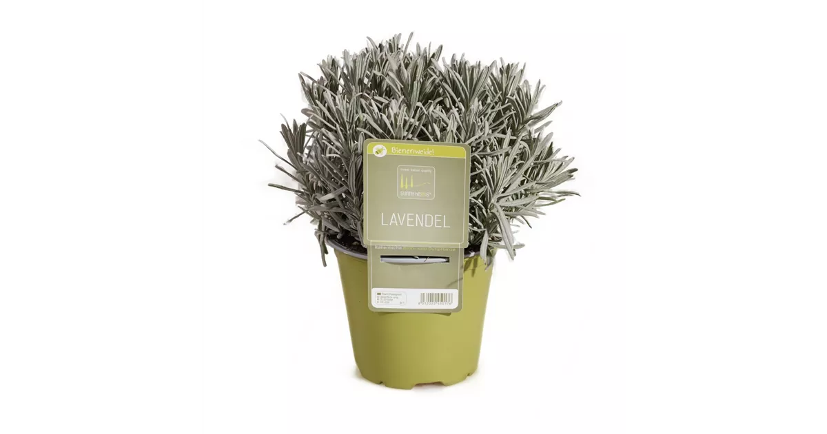 Lavendel Angustifolia , Echter Lavendel essbar - Manufaktur fr Grnes |  Grtnerei Dorn