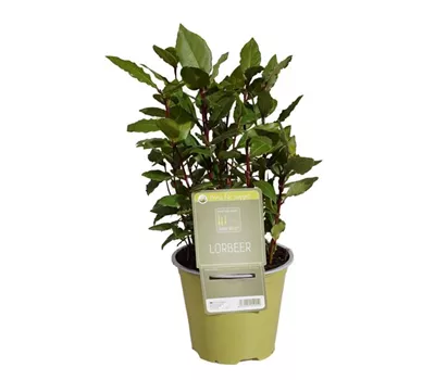 Lorbeer, Kranzbaum, Siegerbaum