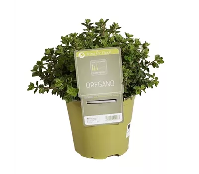 Oregano 