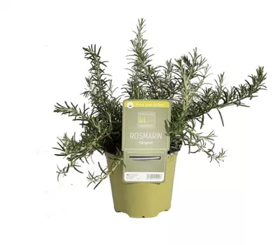 Rosmarin Hängend 