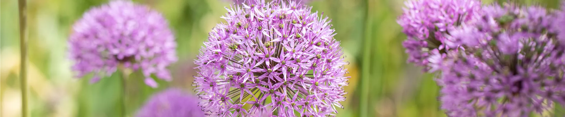 Zier-Allium