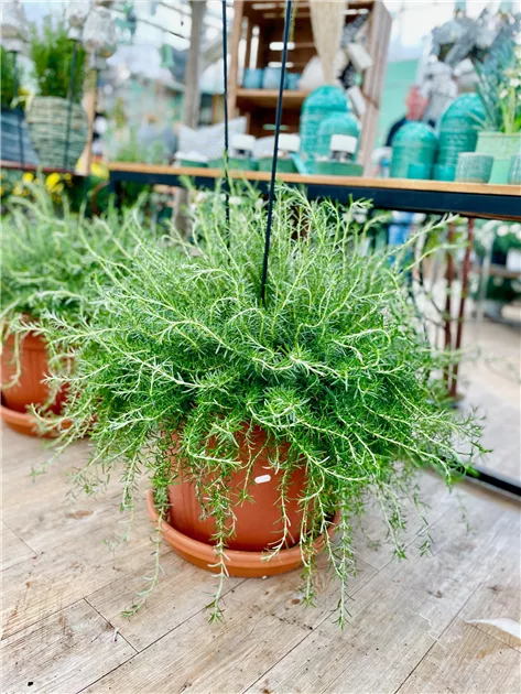 Rosmarin Hängend Busch 45, Rosmarinus officinalis 'Prostratus' - Manufaktur für Grünes
