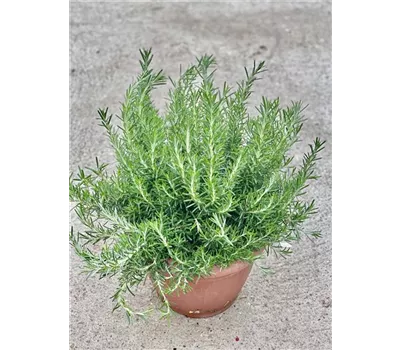 Rosmarin Hängend Busch 25