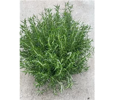 Rosmarin Busch 30