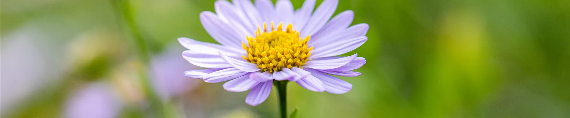 Aster amellus