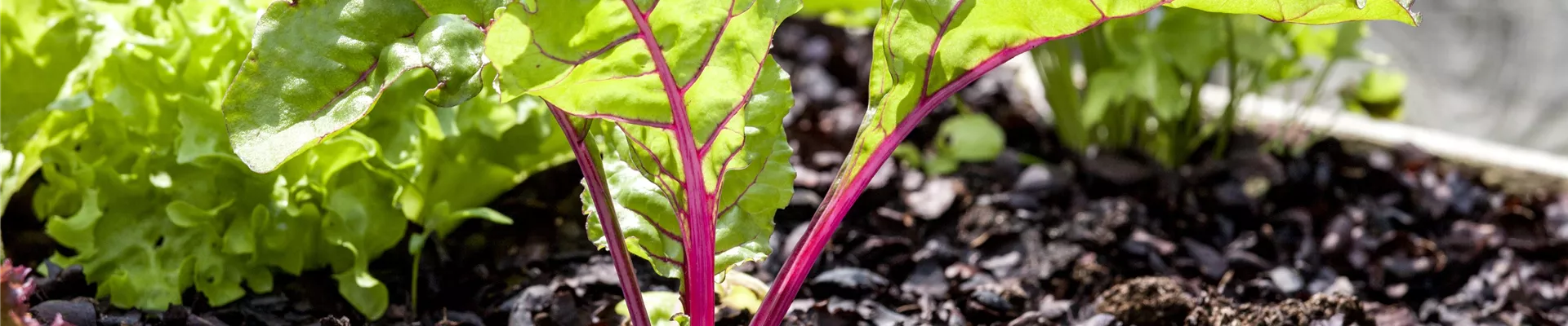 Beta vulgaris var. cicla