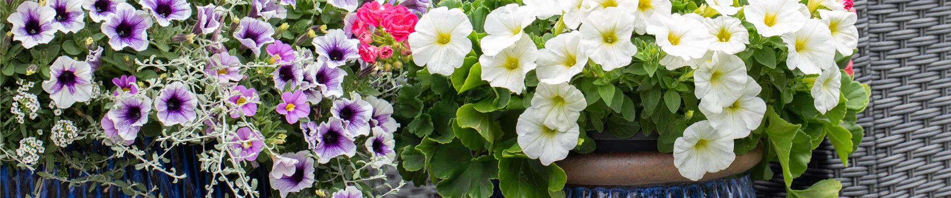 Petunien in Blumenkübeln