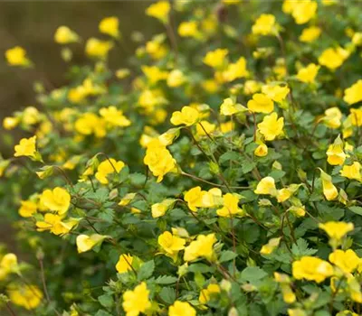 Mecardonia 'Magic Carpet Yellow'