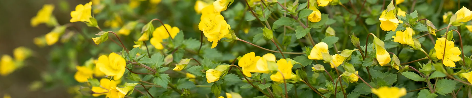 Mecardonia 'Garden Freckles™'