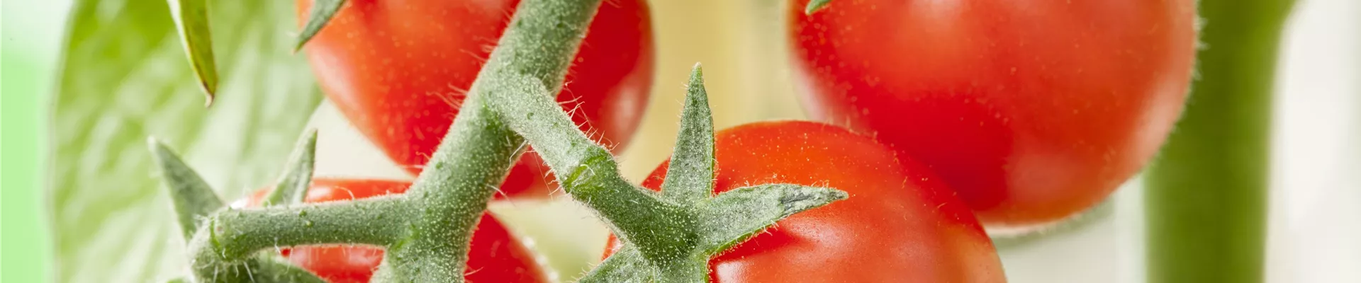 Candytom® Berry Tomato Candytom® Berry Tomato