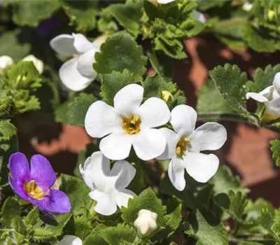 Sutera cordata 'Scopia® Vintage Mix' aus der Manufaktur