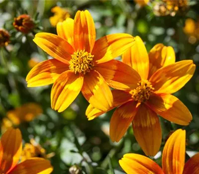 Bidens ferulifolia 'Tiger Bee' aus der Manufaktur für Grünes 