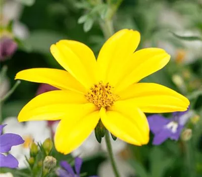 Bidens ferulifolia 'Golden Empire' aus der Manufaktur für Grünes 