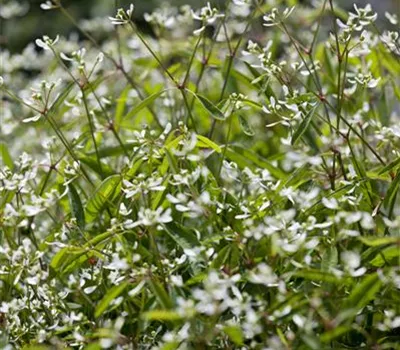 Euphorbia hypericifolia "Diamond Frost" aus der Manufaktur für Grünes 