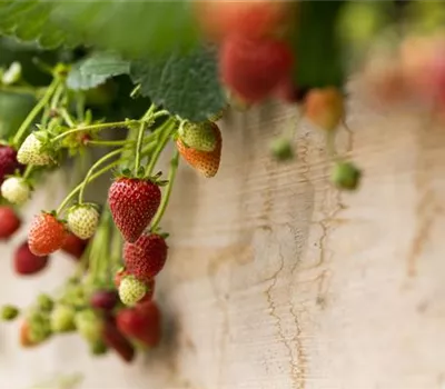 Fragaria x ananassa 'Fragoo Beltran'® aus der Manufaktur für Grünes  Fragaria x ananassa 'Fragoo Beltran'® aus der Manufaktur für Grünes