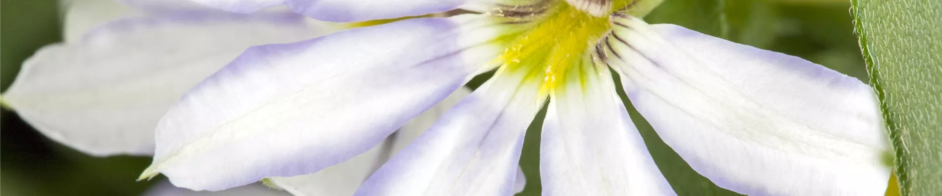 Scaevola